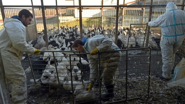 França vai sacrificar 600 mil patos para combater epidemia de gripe aviária