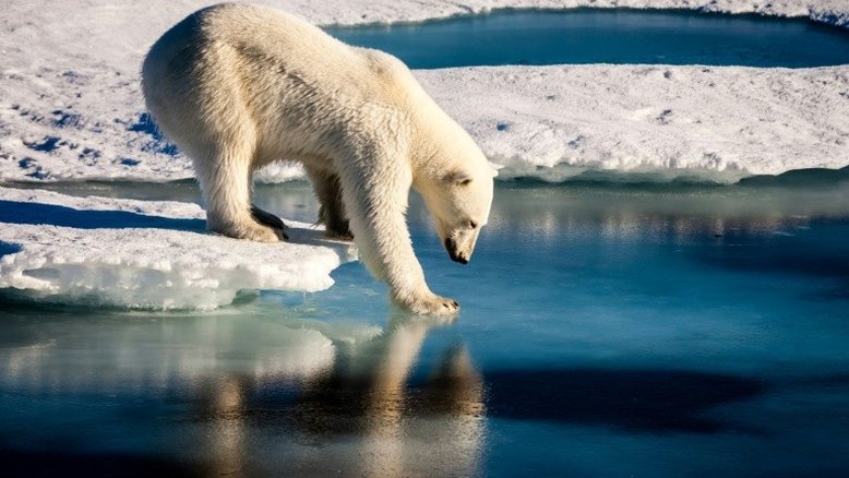 Gelo no Ártico sobreviverá se temperatura global subir menos de 1,5ºC