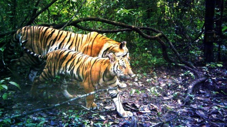 Novas famílias de tigres são encontradas na Tailândia