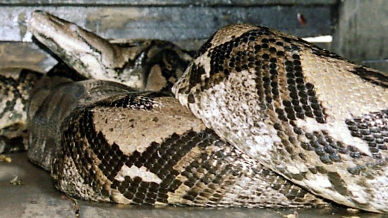 Corpo de indonésio é encontrado dentro de cobra