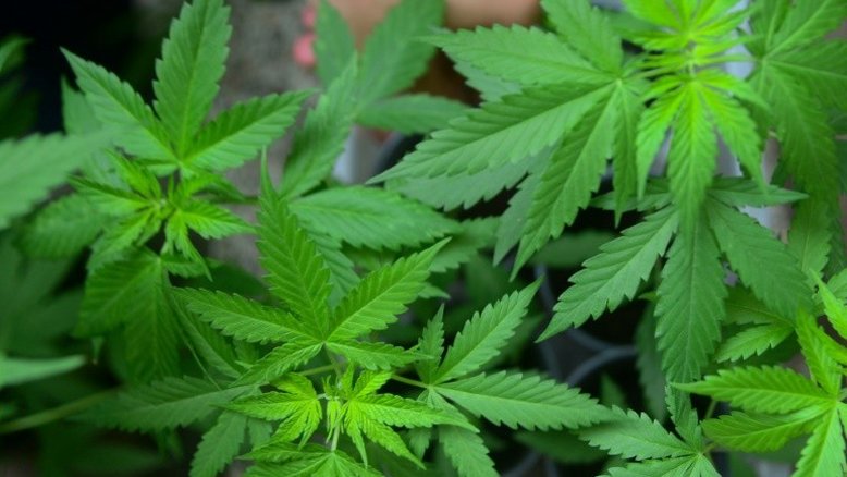 Legalização da maconha não diminuiu tráfico no Uruguai