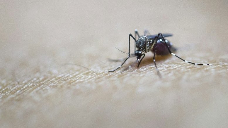 Más-formações congênitas ligadas ao zika são 20 vezes mais frequentes