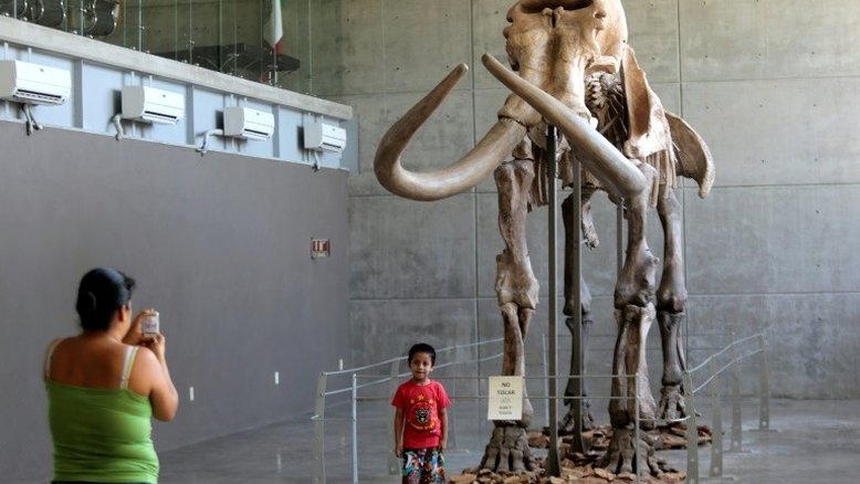 Mamutes lanosos sofreram mutações genéticas que impediram sua sobrevivência