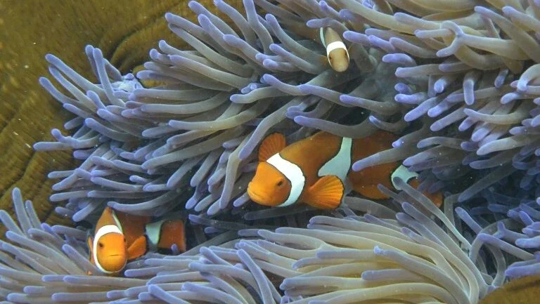 Ciclone aumenta preocupação com Grande Barreira de Corais na Austrália