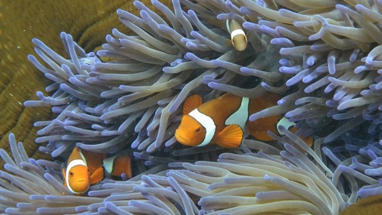 Ciclone aumenta preocupação com Grande Barreira de Corais na Austrália