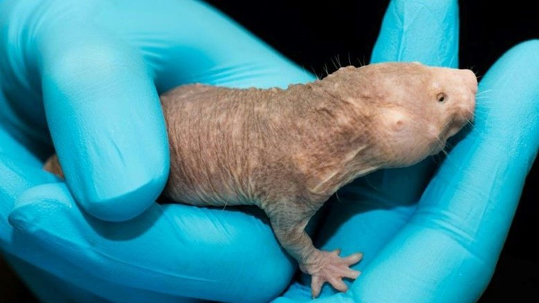 Rato-toupeira-pelado pode sobreviver até 18 minutos sem oxigênio (estudo)
