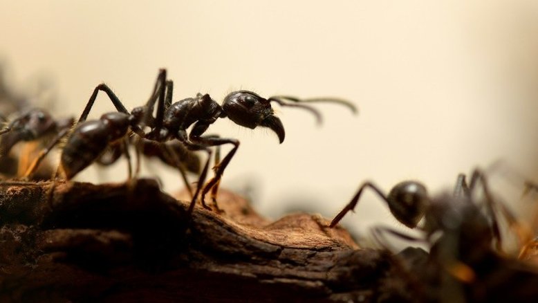 Formigas africanas resgatam seus companheiros feridos (estudo)