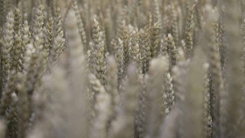 Vírus assintomático pode provocar alergia ao glúten