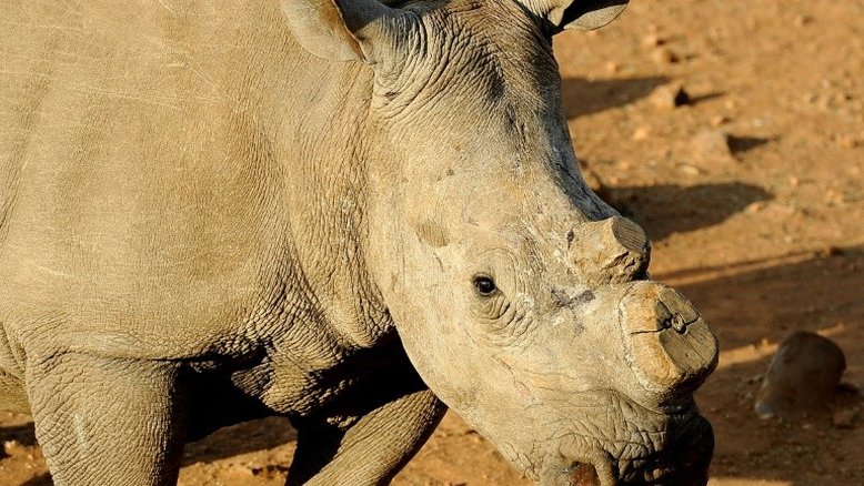 Rinoceronte é abatido por caçadores ilegais no Nepal