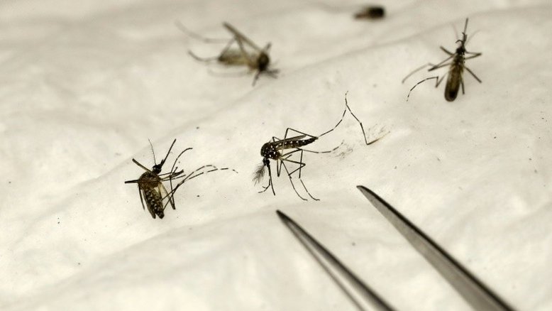 Primeiro teste em grande escala na África de vacina contra a malária
