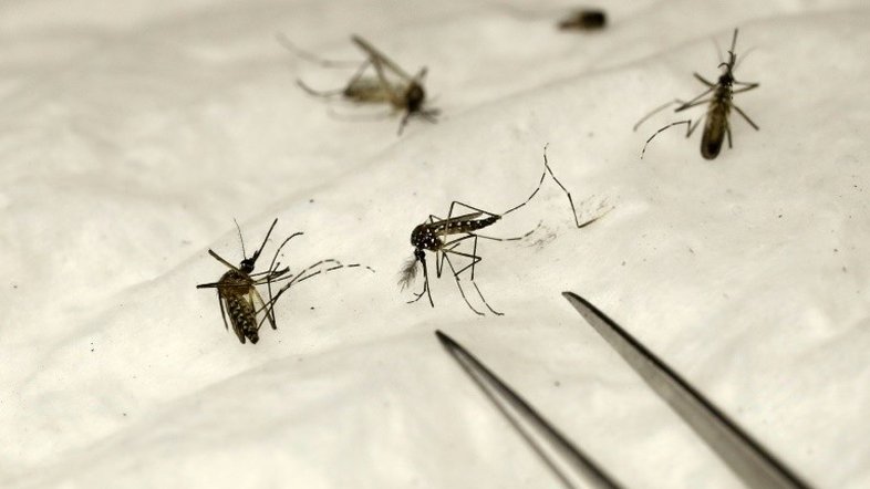 Primeiro teste em grande escala na África de vacina contra a malária