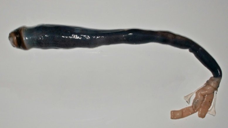Molusco em forma de verme gigante é encontrado pela primeira vez nas Filipinas