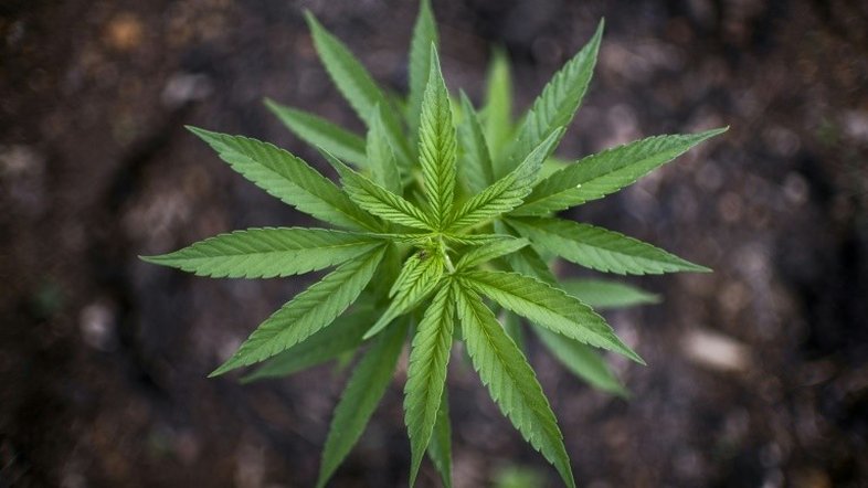 Congresso do México aprova uso medicinal da maconha