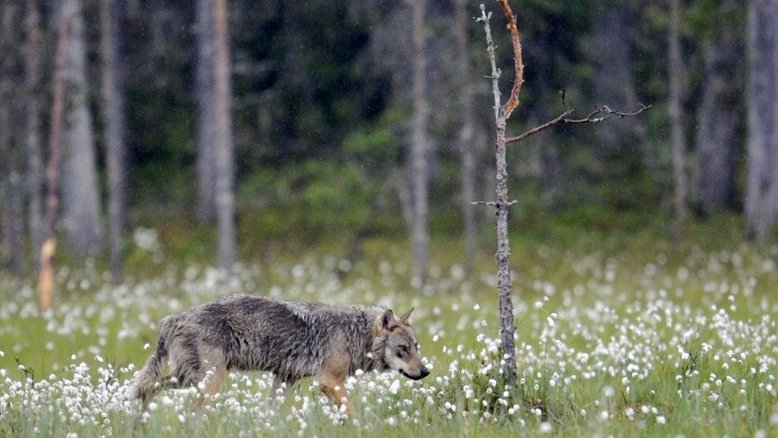Lobos voltam à Dinamarca após quase 200 anos