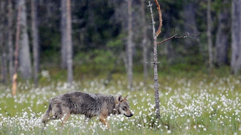 Lobos voltam à Dinamarca após quase 200 anos