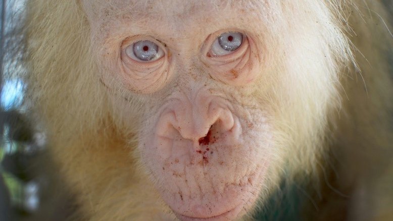 Fêmea de orangotango albina de olhos azuis é socorrida em Bornéu