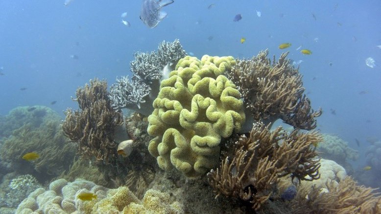 Situação da Grande Barreira de Coral australiana é mais grave do que o previsto