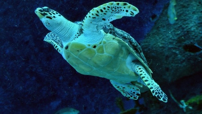 Nascem mais de 103.000 filhotes de tartaruga marinha do Golfo do México