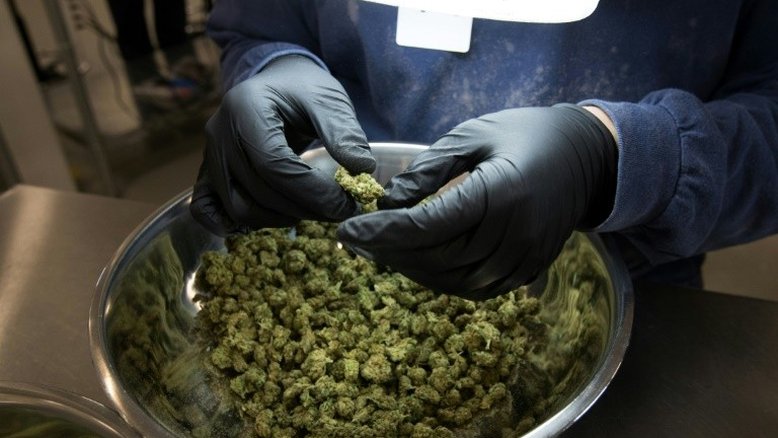 Uruguai: 568 inscritos no primeiro dia para comprar maconha em farmácias