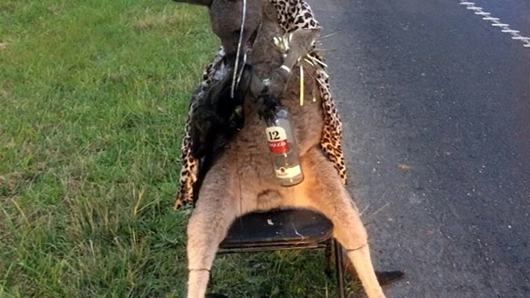 Canguru encontrado morto e amarrado em estrada causa indignação na Austrália