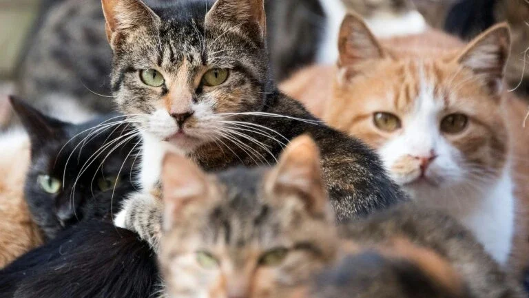 Muito antes do Antigo Egito, gatos encantaram agricultores da Idade da Pedra