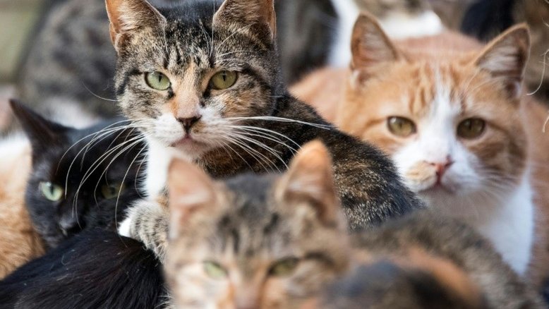 Muito antes do Antigo Egito, gatos encantaram agricultores da Idade da Pedra