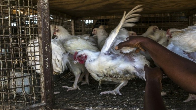 Vizinhos da África do Sul suspendem importações devido a gripe aviária