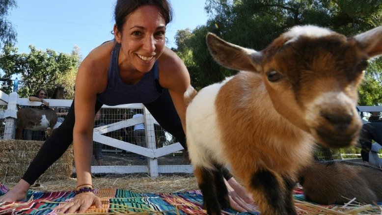 Ioga com cabras, a última moda nos Estados Unidos