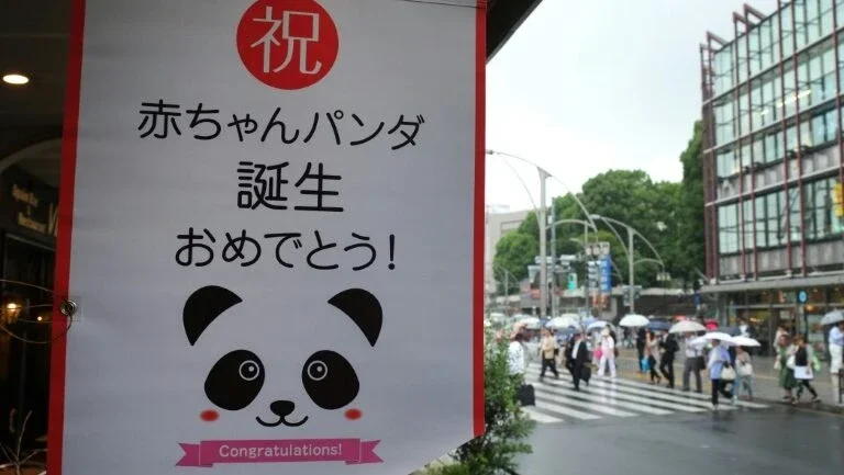 Bebê panda nascido no Japão se mantém saudável