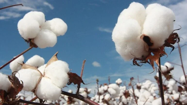 Embrapa e Fundação Bahia lançam três novas cultivares transgênicas de algodão