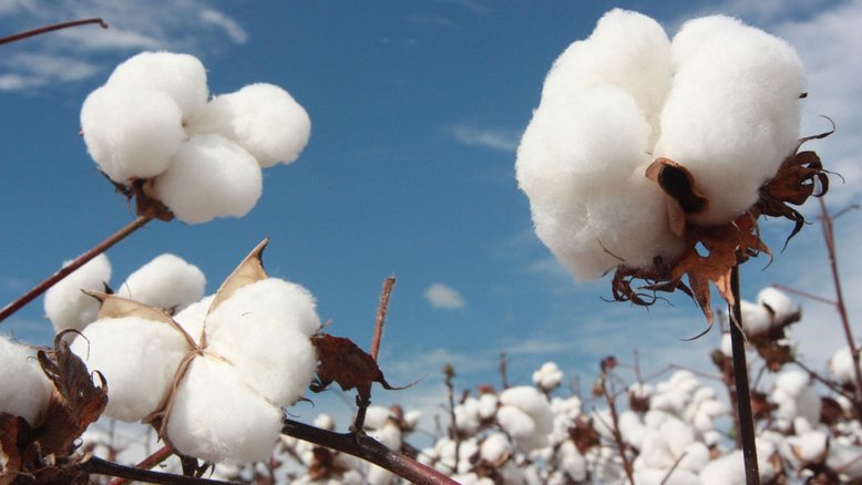 Embrapa e Fundação Bahia lançam três novas cultivares transgênicas de algodão