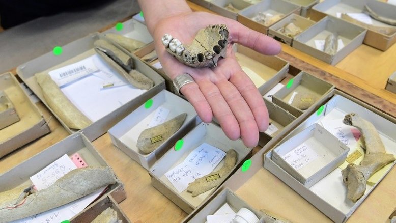 Neandertais tentavam aliviar dor de dente com ferramentas