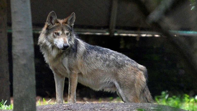 Cães seriam todos descendentes de uma mesma população de lobos