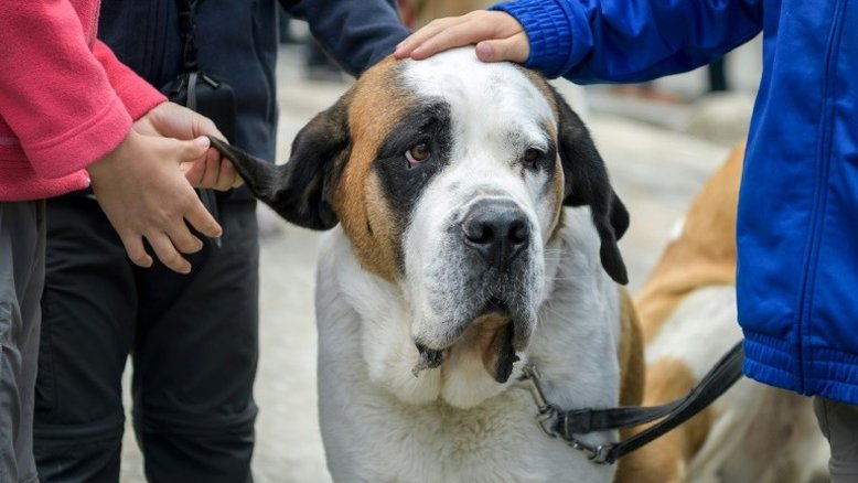 Universidade do Sri Lanka acusada de crueldade com animais