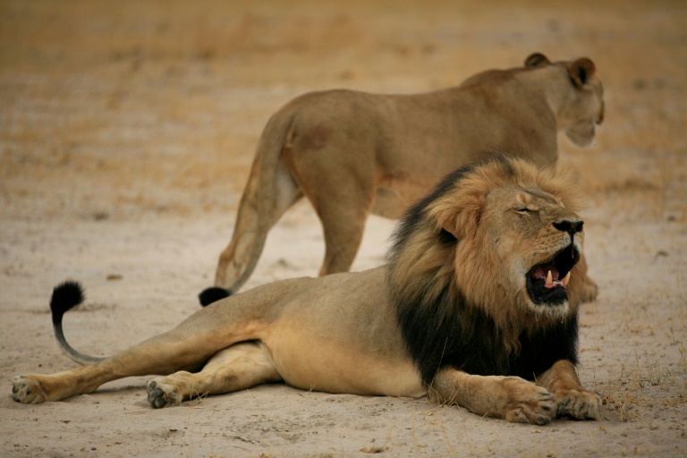 Caçadores são devorados por leões em reserva na África do Sul