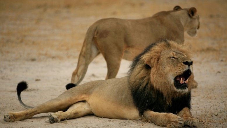 Caçadores são devorados por leões em reserva na África do Sul