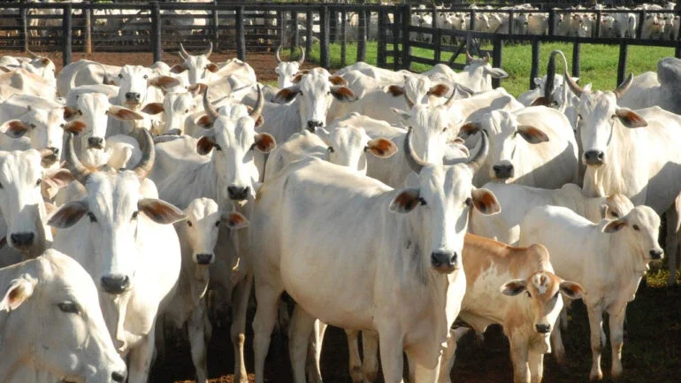 RS: Pesquisa de universidades detecta vírus da gripe bovina na América do Sul