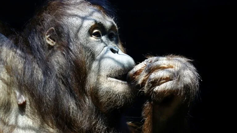EUA: morre orangotango que se comunicava por linguagem de sinais