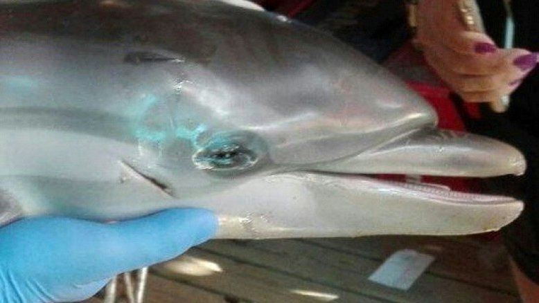 Morte de filhote de golfinho após ser rodeado de banhistas indigna a Espanha
