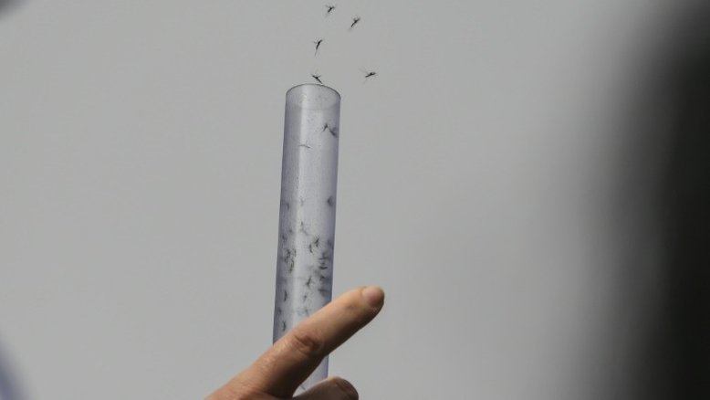Lançam milhões de mosquitos com bactéria contra dengue e zika no Rio