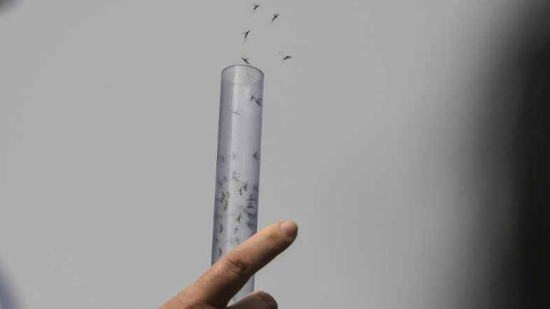 Lançam milhões de mosquitos com bactéria contra dengue e zika no Rio