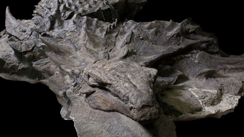 Dinossauro bem preservado descoberto no Canadá ganha nome e história