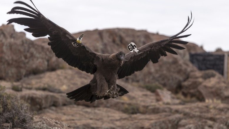 Encontrados na Argentina fósseis de aves carnívoras de 3,5 milhões de anos