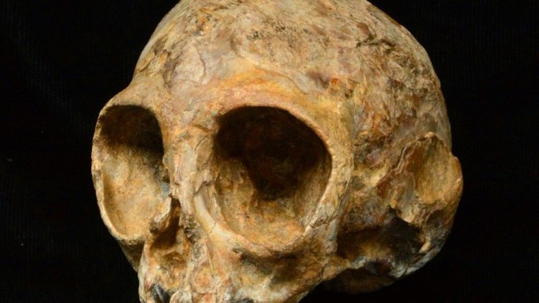 Crânio antigo sugere raízes africanas de ancestrais de humanos e macacos