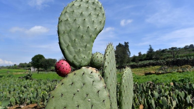 Nopal do México: um cacto sagrado e gerador de energia