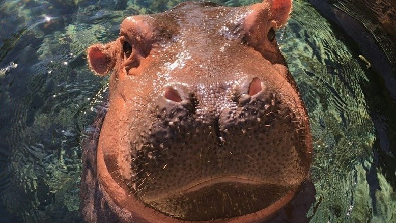 Hipopótamo Fiona, símbolo dos animais que são lançados ao estrelato