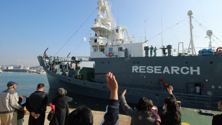 Japão captura 177 baleias em missão científica