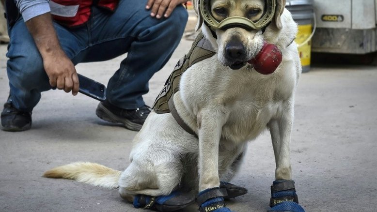 Frida, a cachorrinha resgatista que virou a heroína do México