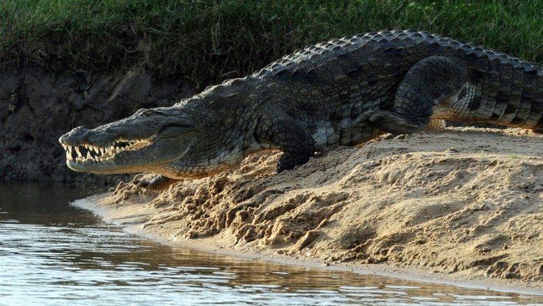 Corpo de jornalista britânico morto por crocodilo é achado no Sri Lanka