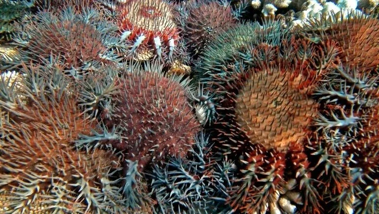Caracol-do-mar gigante pode salvar Grande Barreira de Coral da Austrália